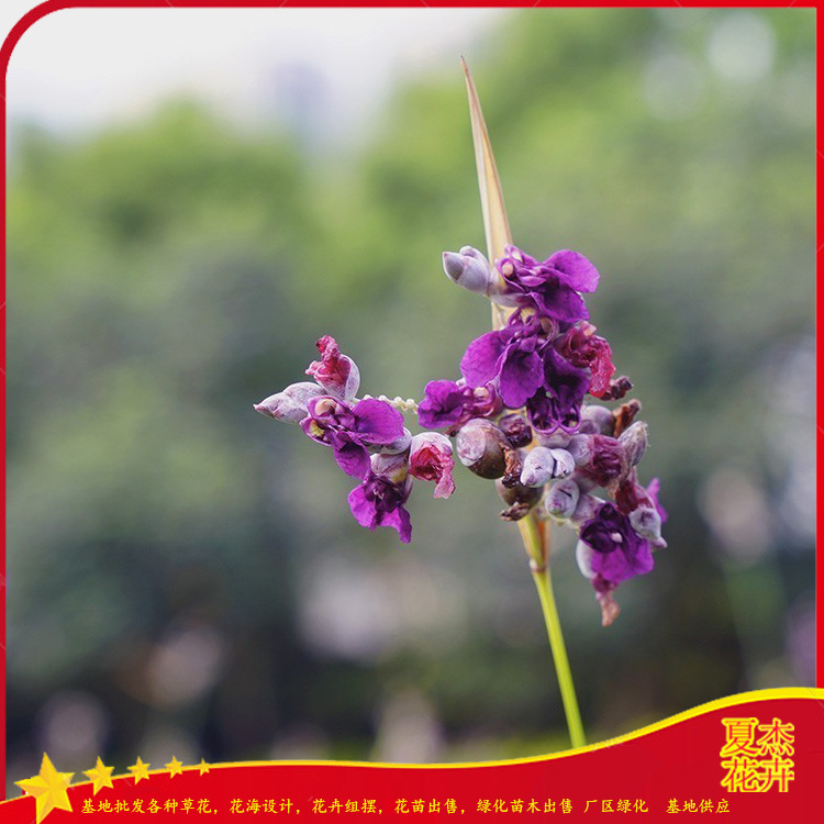 盆栽再力花出售  再力花育苗基地 再力花小苗供应 夏杰水生植物基地