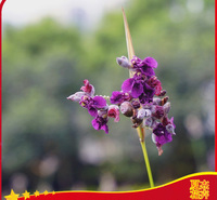 盆栽再力花出售  再力花育苗基地 再力花小苗供应 夏杰水生植物基地