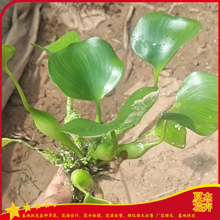 水葫芦批发市场  水葫芦种子出售    青州水葫芦价格