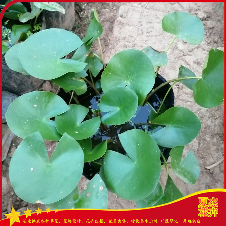 混色睡莲价格  睡莲小苗价格   睡莲花苗出售  夏杰水生植物基地
