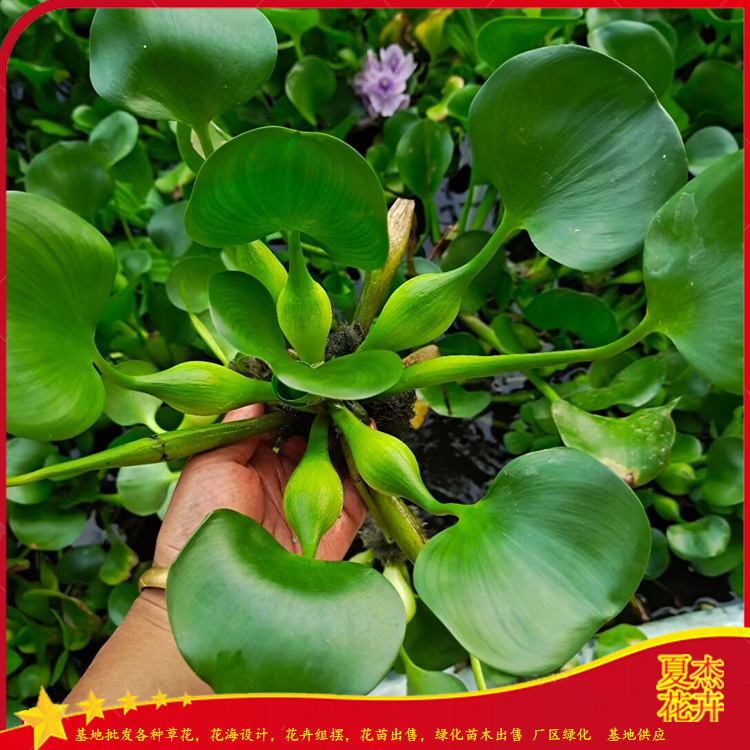 水葫芦种植基地  水葫芦批发价格  绿化用水葫芦出售  夏杰水生植物基地