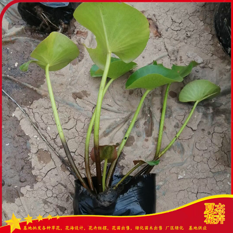 盆栽睡莲出售   品种睡莲价格  绿化用睡莲批发 夏杰水生植物基地