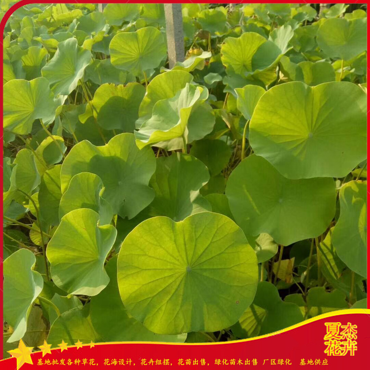荷花种植基地 绿化荷花批发 荷花报价  夏杰水生植物基地 