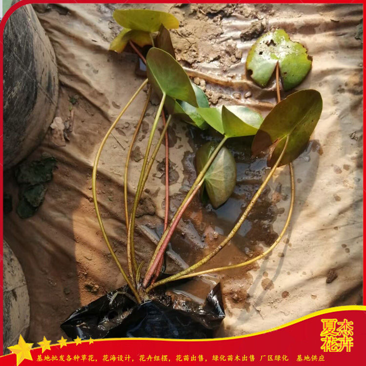 睡莲花苗出售  睡莲种子批发  睡莲育苗基地  夏杰水生植物基地