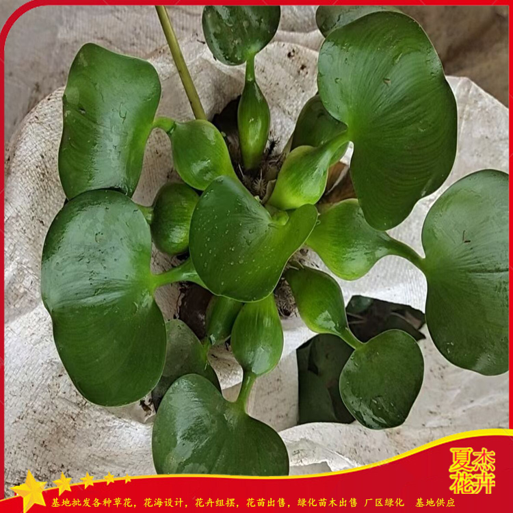 绿化用水葫芦批发  水葫芦花苗出售  水葫芦育苗基地  夏杰水生植物基地