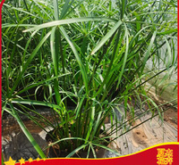 盆栽旱伞草批发  旱伞草种植基地  旱伞草小苗供应  夏杰水生植物基地