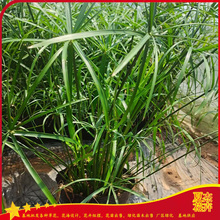 盆栽旱伞草批发  旱伞草种植基地  旱伞草小苗供应  夏杰水生植物基地