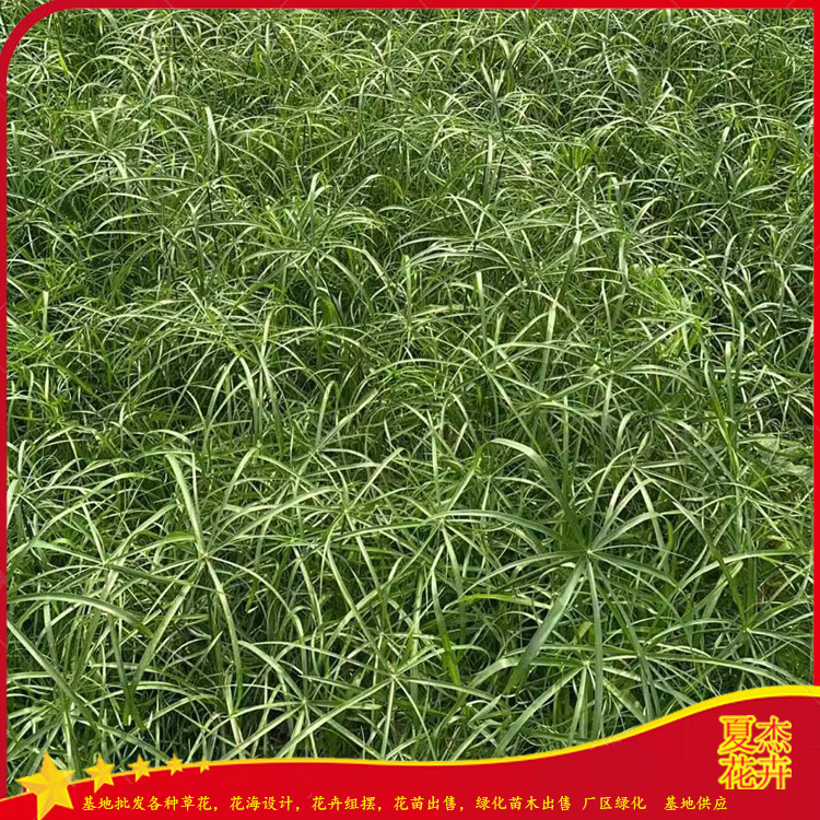 旱伞草小苗出售   旱伞草小苗报价   旱伞草育苗基地  夏杰水生植物基地