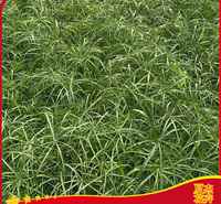 旱伞草小苗出售   旱伞草小苗报价   旱伞草育苗基地  夏杰水生植物基地
