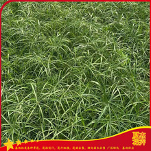 旱伞草小苗出售   旱伞草小苗报价   旱伞草育苗基地  夏杰水生植物基地