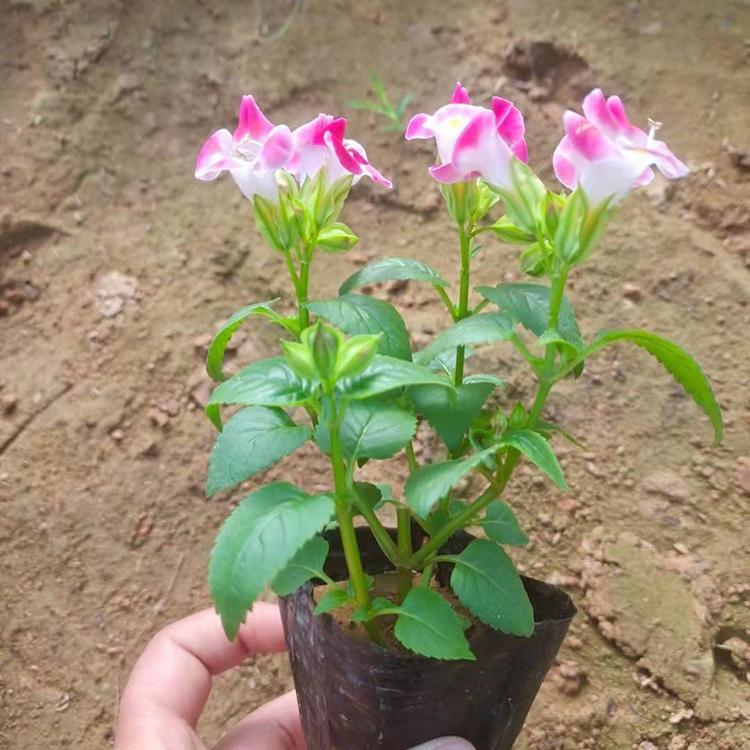 夏瑾花盆栽小苗 夏瑾种植基地发售 青北源夏瑾盆栽价格