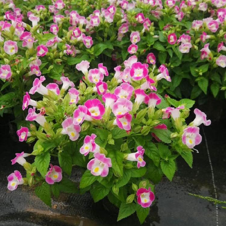 夏瑾花苗种植基地 青北源直供夏瑾小苗 欢迎来电