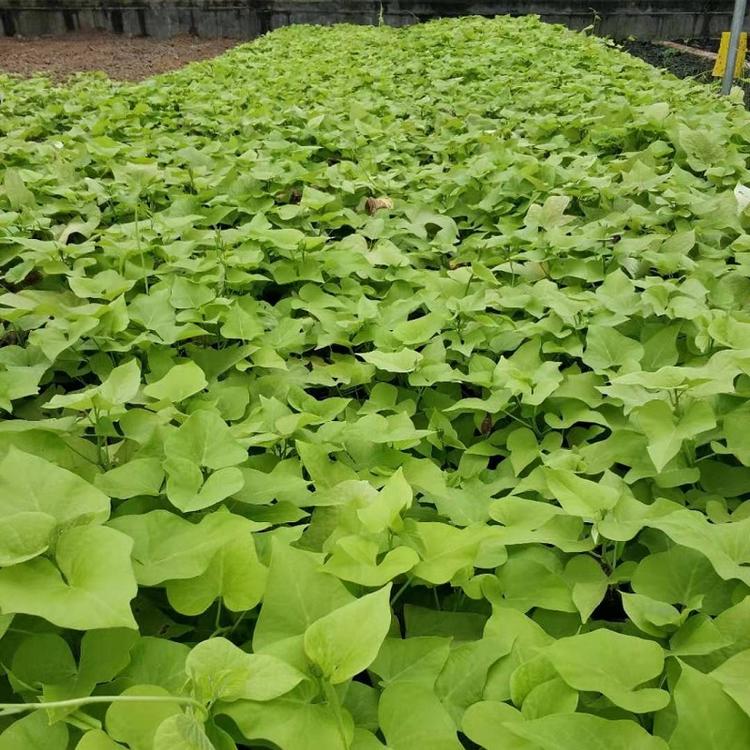 山东金叶薯盆栽种植基地 青北源金叶薯盆栽发售 价格优惠