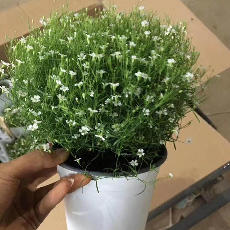 满天星绿化苗发售 青北源花卉苗圃 绿化观赏用
