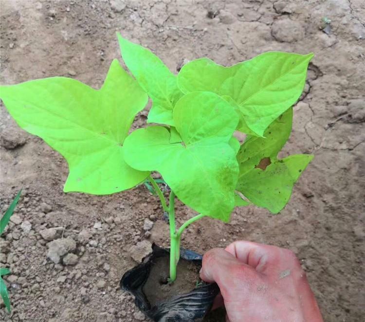 苗圃直发金叶薯小苗 金叶薯小苗大量供应 欢迎咨询