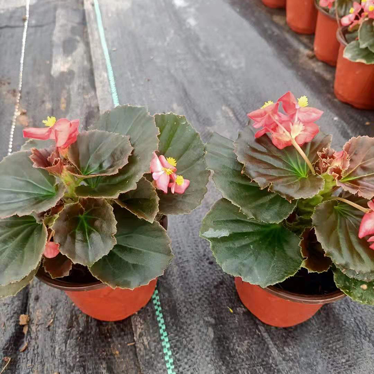 盆栽四季海棠 种植基地批发四季海棠 庭院绿化栽培