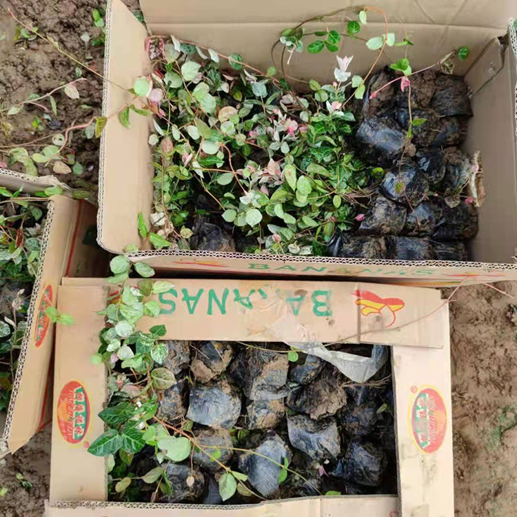 花叶络石苗圃批发 基地培育盆苗 种植基地供销庭院花叶络石