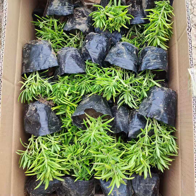 绿叶佛甲草盆栽批发 基地种植佛甲草 庭院栽培绿植