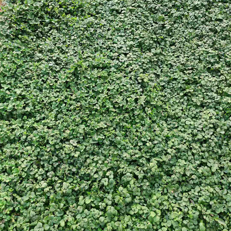 绿化蛇莓 种植基地供销 盆栽蛇莓 蛇莓报价