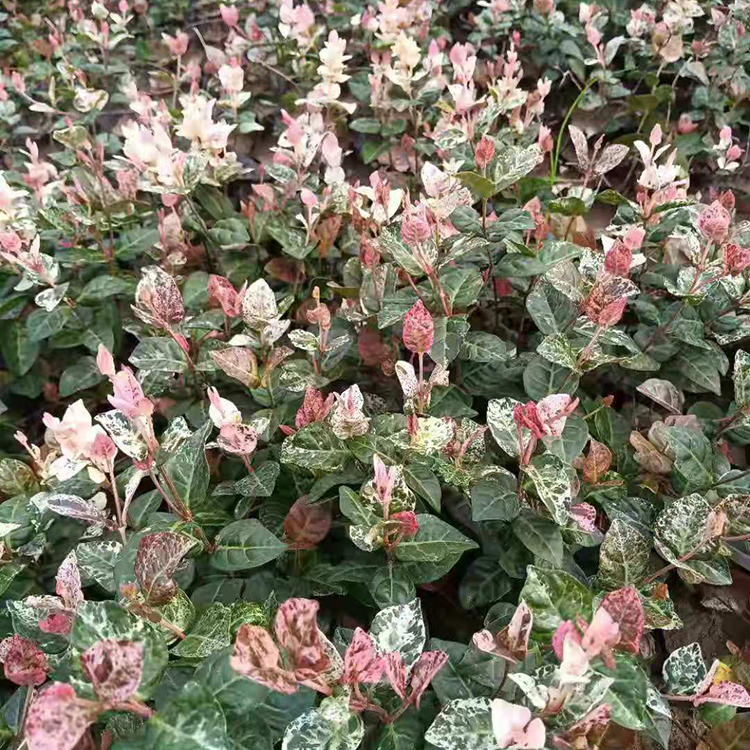 欣美园艺出售花叶络石 盆栽花叶络石 露天种植基地