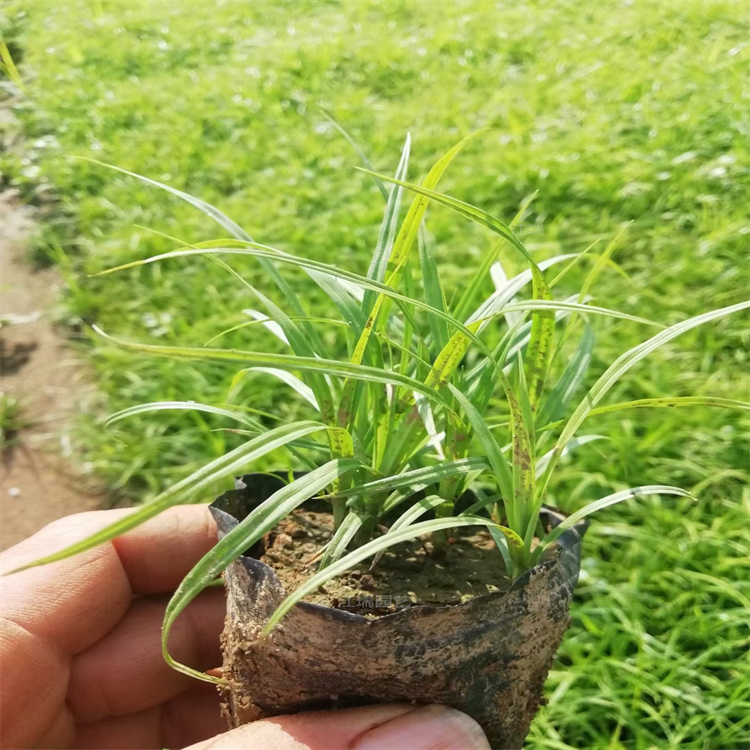 青州青绿苔草数量多 价格低 质量优 青绿苔草大型园林绿化用苗 量大从优 欢迎咨询