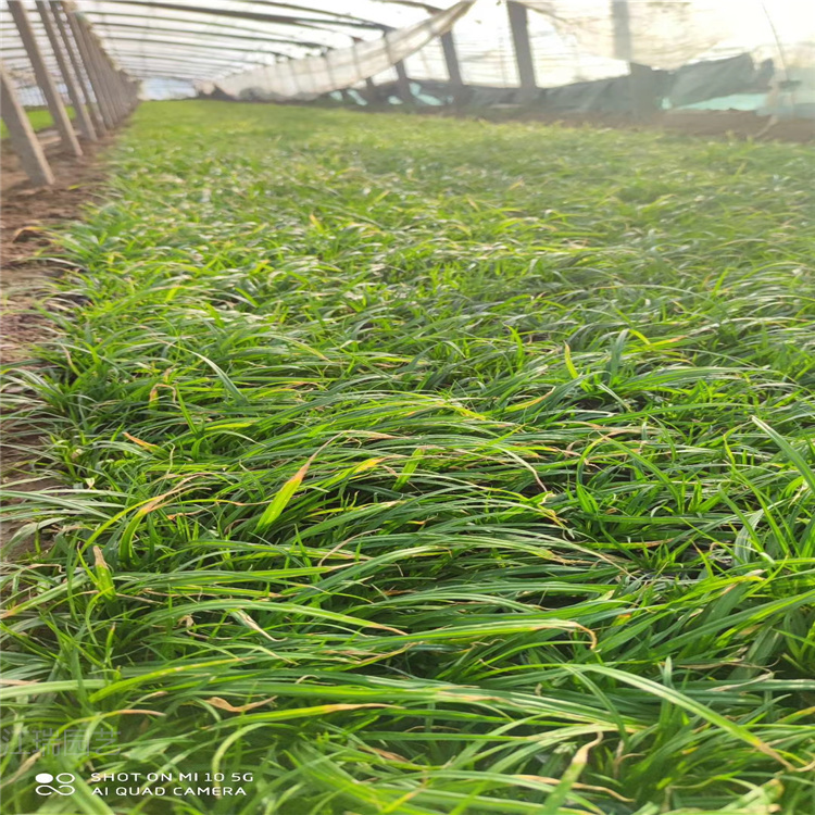 山东涝峪苔草繁殖基地 涝峪苔草成品苗供应 涝峪苔草生长茂盛 匀称美观