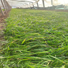 山东涝峪苔草繁殖基地 涝峪苔草成品苗供应 涝峪苔草生长茂盛 匀称美观