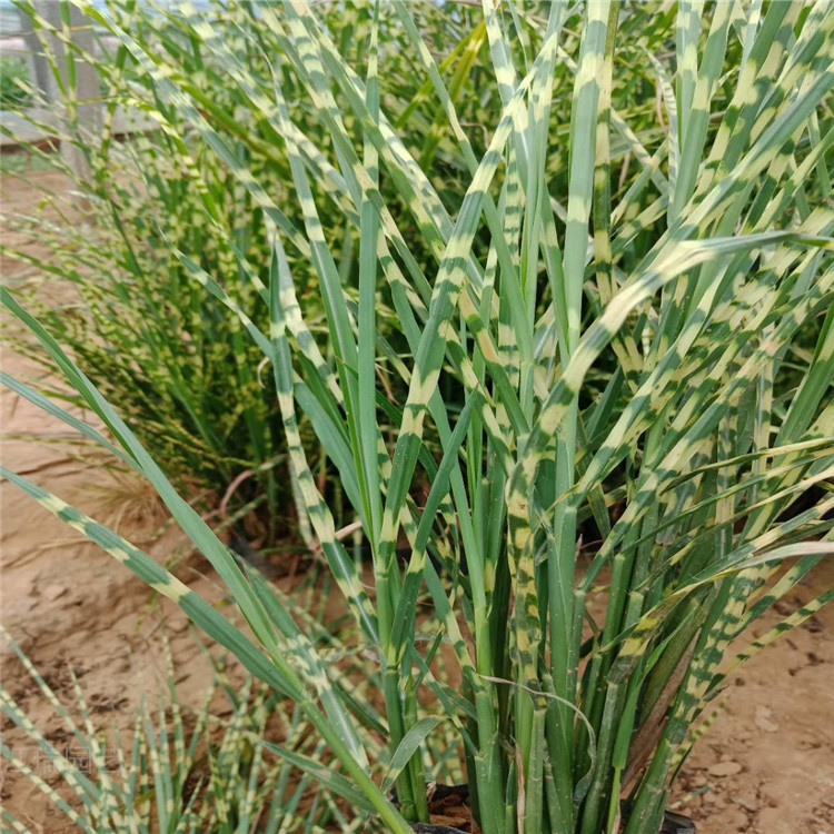 斑叶芒繁殖基地 多芽斑叶芒江瑞供应 斑叶芒适应能力强 欢迎询价