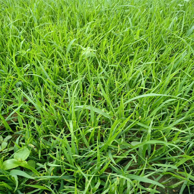 紫穗狼尾草培养基地 紫穗狼尾草花色优美 耐观赏 成活高 江瑞园艺