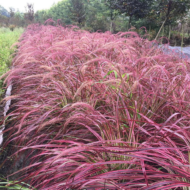 山东火焰狼尾草繁殖基地 数量多价格低 江瑞观赏草 欢迎致电咨询