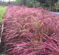 山东火焰狼尾草繁殖基地 数量多价格低 江瑞观赏草 欢迎致电咨询