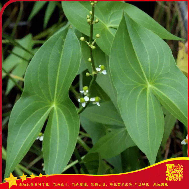 盆栽茨菇种植厂家  山东茨菇育苗基地  营养杯茨菇出售