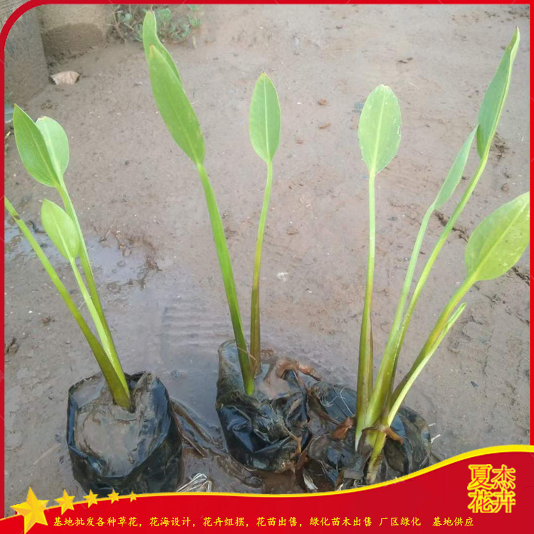 泽泻小苗出售  泽泻种植厂家  泽泻批发价格