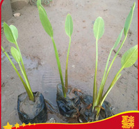泽泻小苗出售  泽泻种植厂家  泽泻批发价格