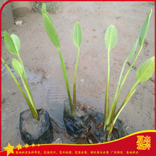 泽泻小苗出售  泽泻种植厂家  泽泻批发价格
