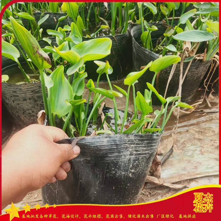 绿化用梭鱼草出售   山东梭鱼草种植基地 梭鱼草报价  夏杰水生植物基地