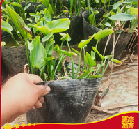 绿化用梭鱼草出售   山东梭鱼草种植基地 梭鱼草报价  夏杰水生植物基地