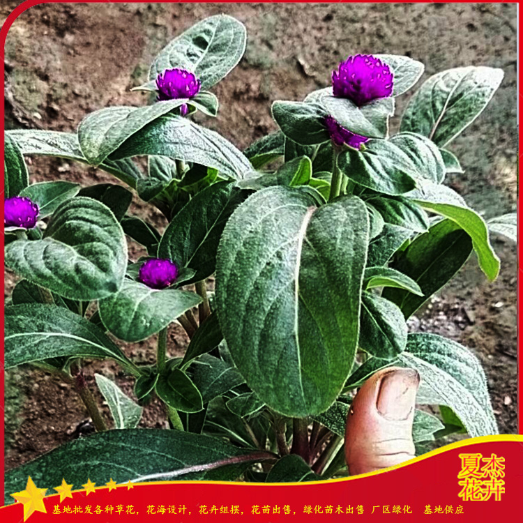 千日红批发价格  盆栽千日红出售  千日红种植厂家  夏杰千日红种植基地
