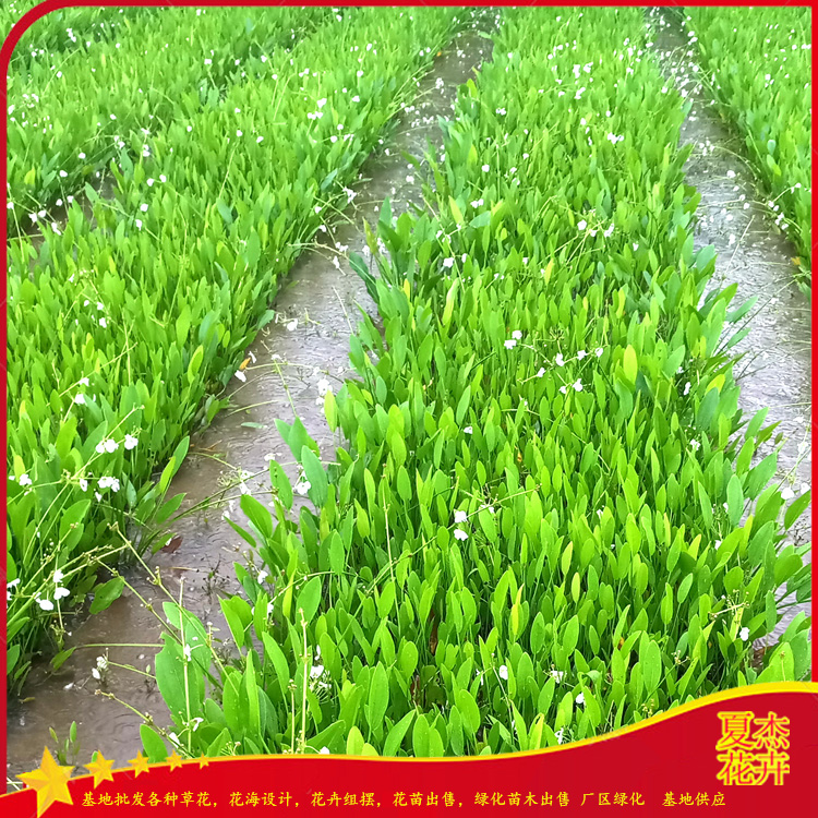 山东泽泻种植基地  泽泻小苗批发 水生植物泽泻 夏杰水生植物