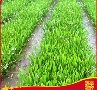 山东泽泻种植基地  泽泻小苗批发 水生植物泽泻 夏杰水生植物