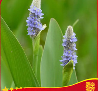 梭鱼草价格表  梭鱼草种植厂家   梭鱼草批发出售  夏杰水生植物基地