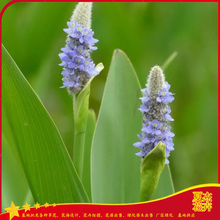梭鱼草价格表  梭鱼草种植厂家   梭鱼草批发出售  夏杰水生植物基地