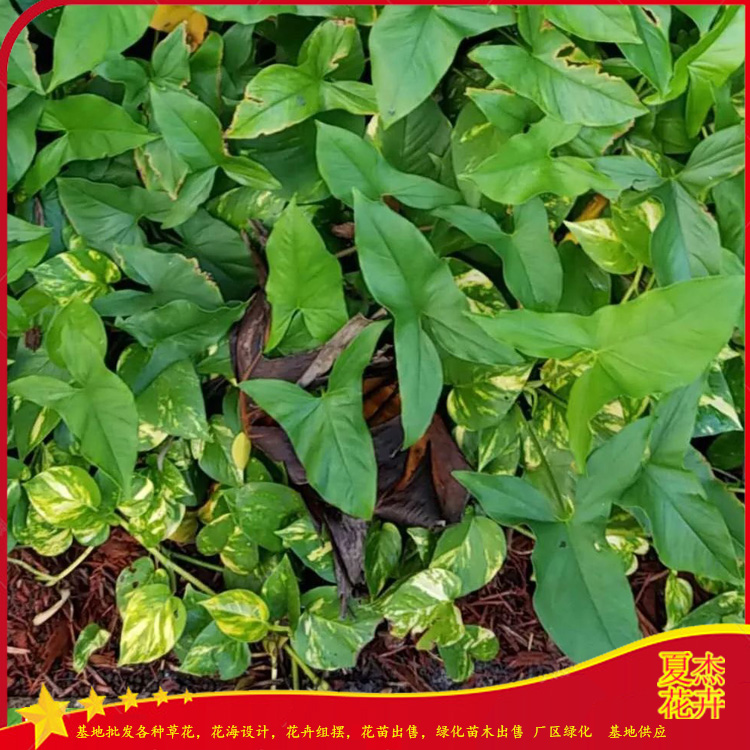 茨菇小苗种植基地 茨菇小苗批发 茨菇小苗价格