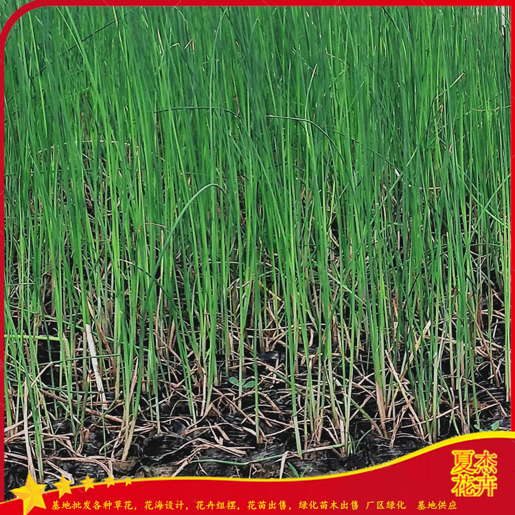 水葱种植基地 绿化水葱价格  水生植物水葱批发 夏杰水生植物基地