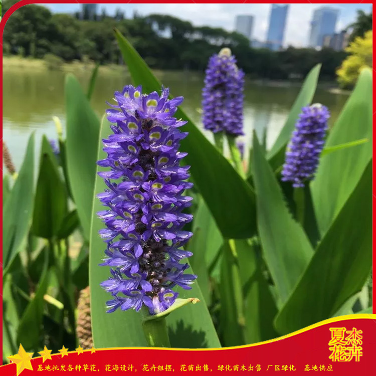 梭鱼草小苗出售 梭鱼草育苗基地 梭鱼草批发价格  夏杰水生植物