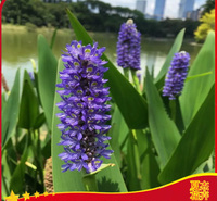 梭鱼草小苗出售 梭鱼草育苗基地 梭鱼草批发价格  夏杰水生植物