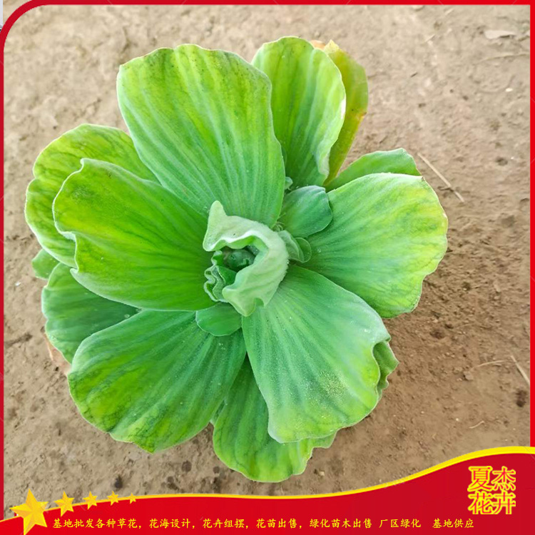 水芙蓉花苗出售 水芙蓉种植基地 水芙蓉批发价格 夏杰水生植物