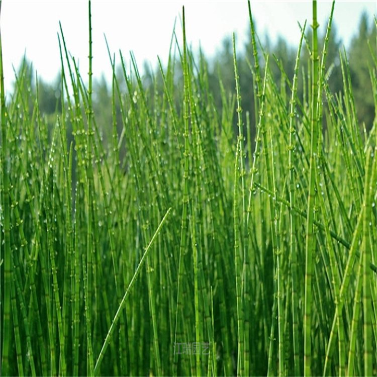 山东木贼培育基地 木贼低价直发 可植于公园溪边绿化 江瑞园艺