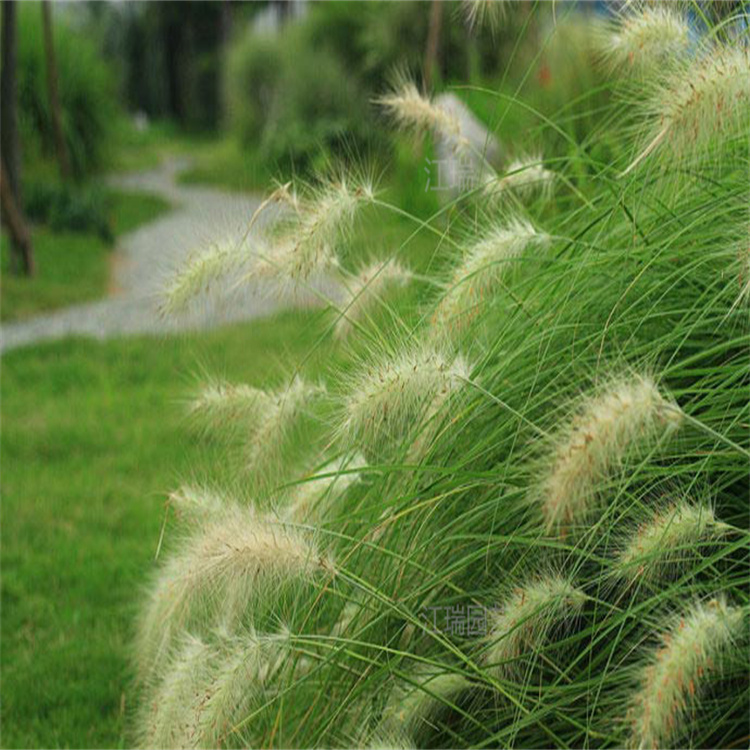 白美人狼尾草成片种植观赏价值高 白美人狼尾草匀称美观 易管理 江瑞