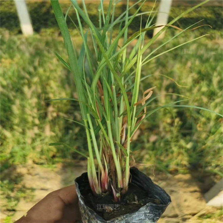 青州柳枝稷花境观赏草 柳枝稷公园花海观赏草系列 欢迎致电咨询江瑞